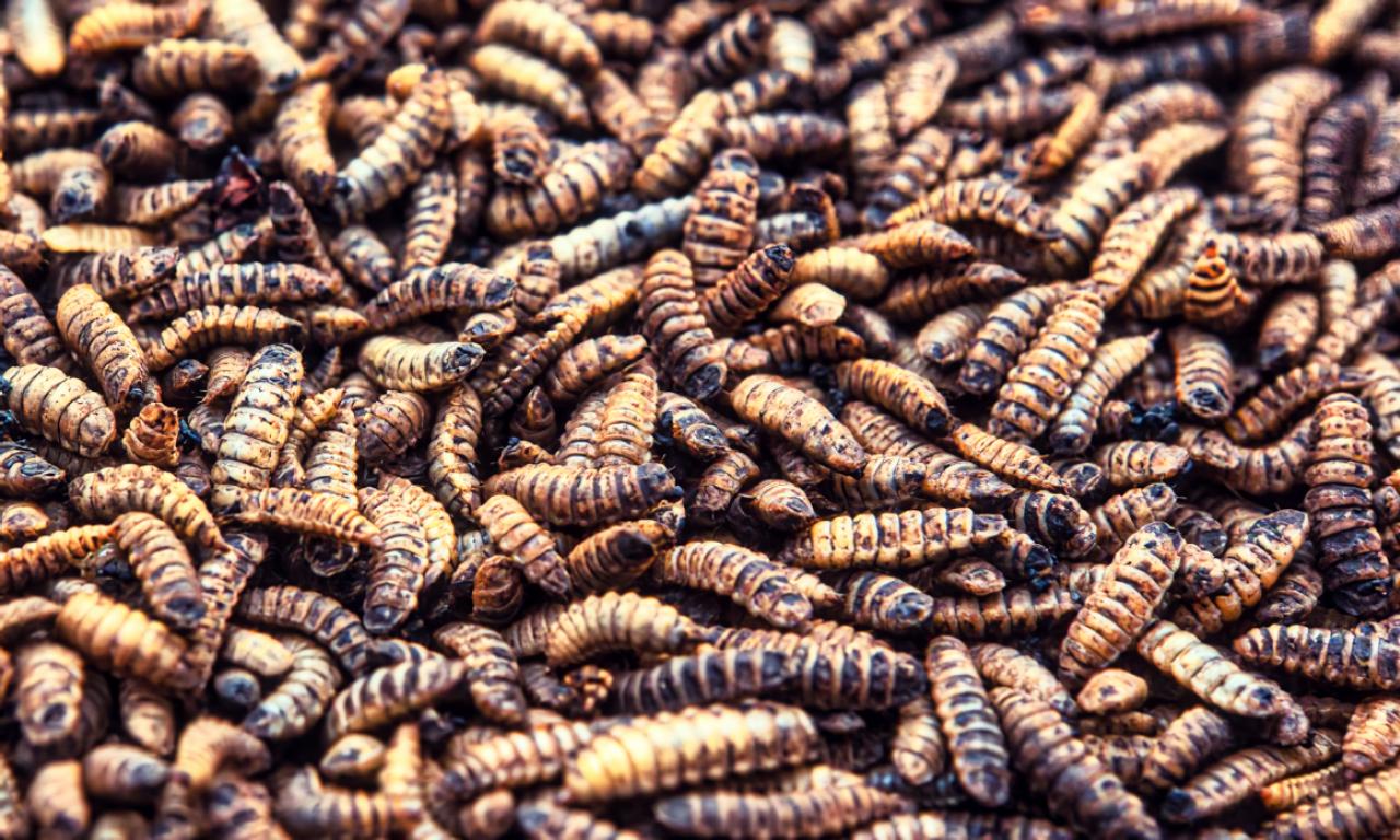 Premium nutrition for aquaculture