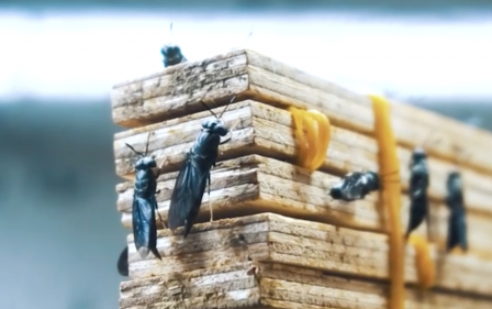 Large scale insect farming